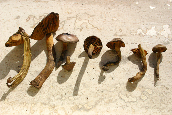 Cortinarius norvegicus   Hiland